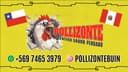 Pollizonte